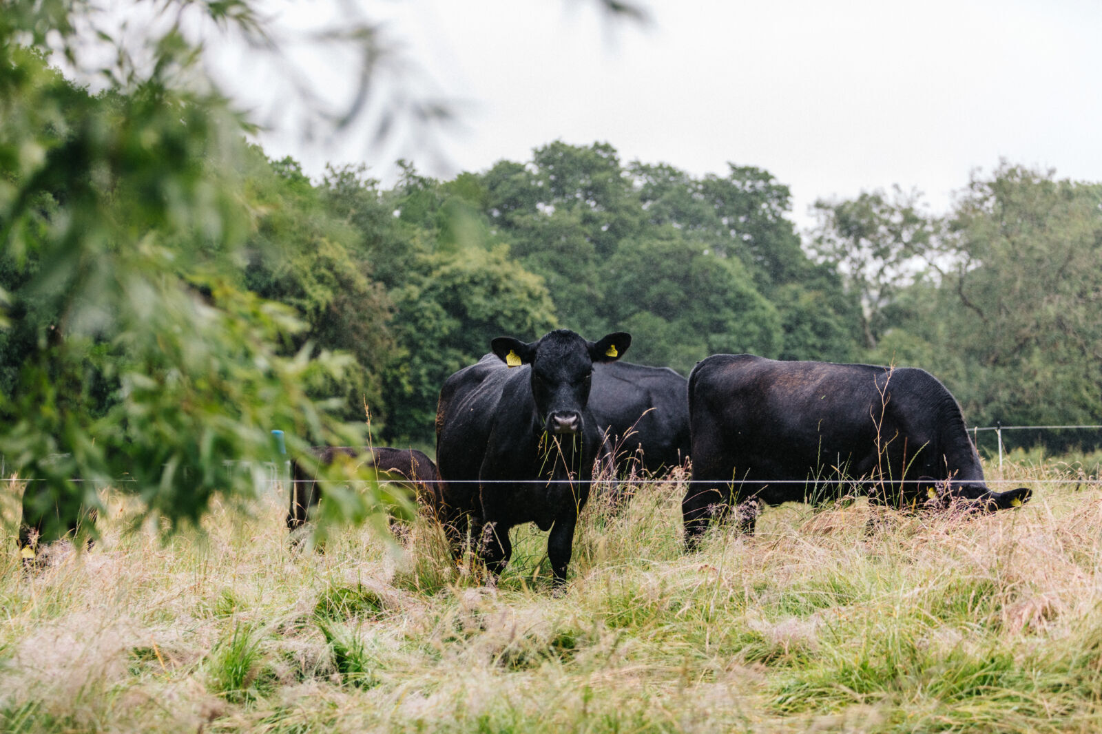 Photo credit Planton Farm