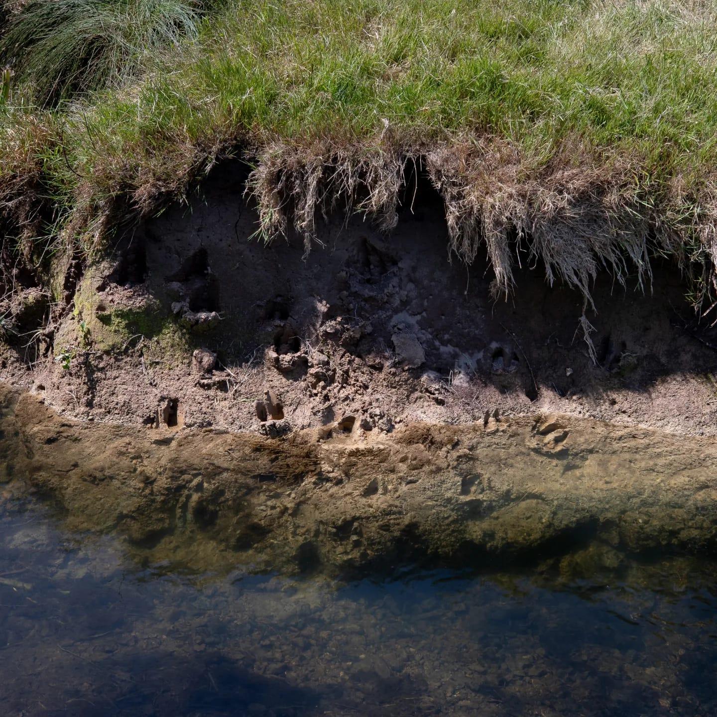 River Axe Bank Erosion