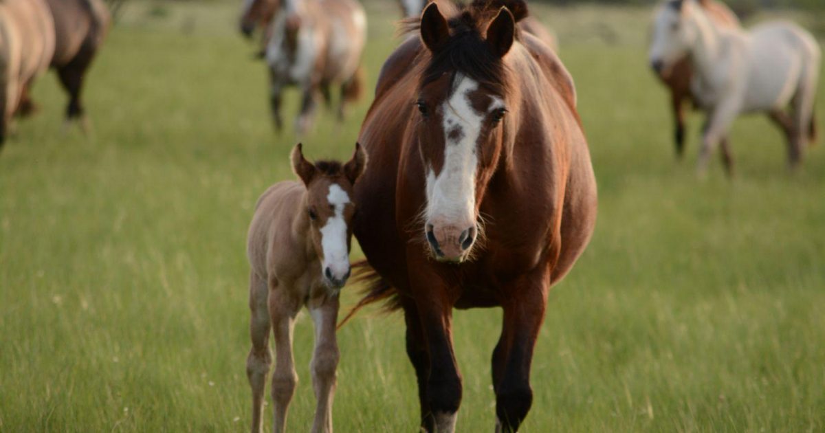 Sustainability and Equine Enterprises — Vet Sustain